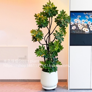 造型鸭脚木客厅大盆栽鸭掌木鹅掌柴室内绿植大型四季常青大型植物