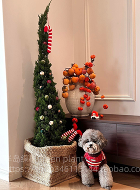 松柏树苗龙柏扁柏塔松圣诞树真绿植大型户外庭院好养侧柏四季常青