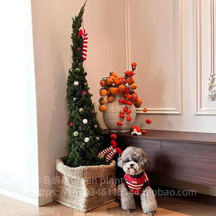 松柏树苗龙柏扁柏塔松圣诞树真绿植大型户外庭院好养侧柏四季 常青