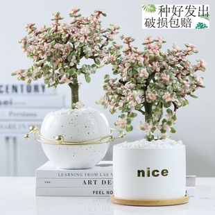 金枝玉叶老桩多肉植物花卉盆栽绿植室内盆栽办公桌面绿植稀有品种
