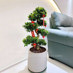 金钱榕盆栽办公室大型发财树摇钱树乔迁之喜室内客厅绿植招财榕树