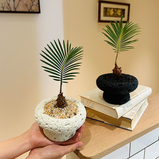 铁树盆栽办公室工位绿植花卉好养活四季 耐热耐晒植物微型盆景礼物