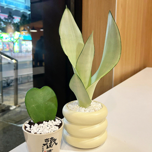 单枝白玉虎皮兰办公室室内四季 常青耐阴摆件桌面绿植好养植物客厅