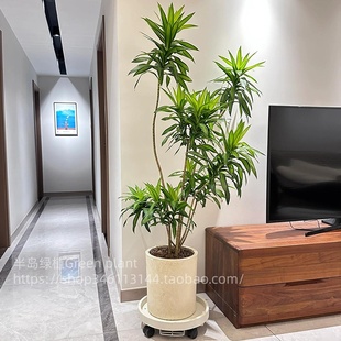 百合竹客厅绿植盆栽精品高端老桩高级感金边大型植物好养落地真花