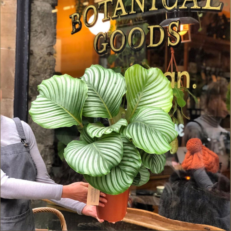 青苹果竹芋盆栽绿植四季好养