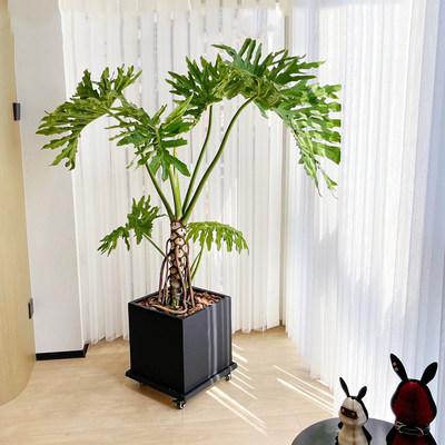 龙鳞春羽老桩盆栽室内大型绿植北欧网红室内客厅吸甲醛观叶植物
