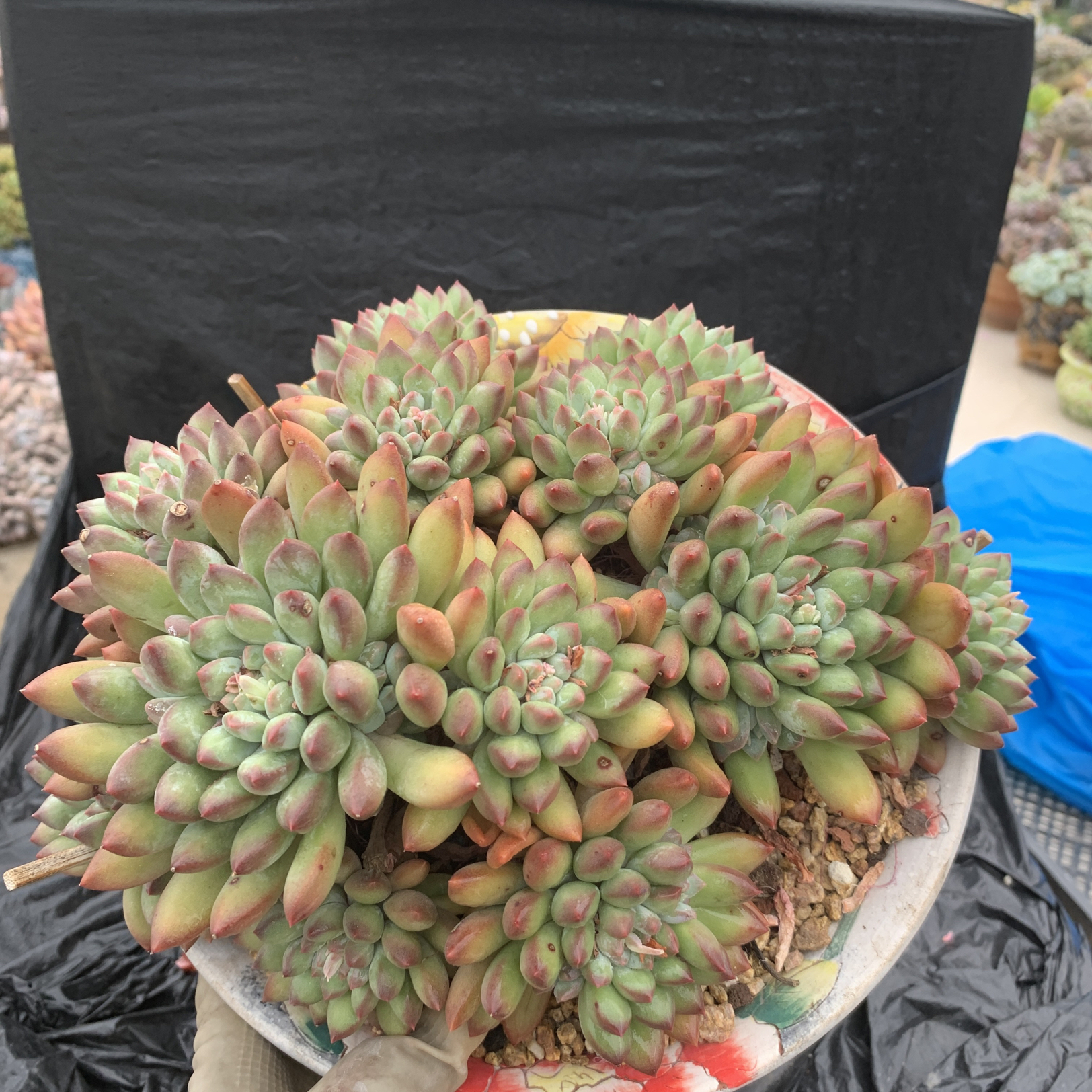 整桩无砍岩字老桩稀罕贵货美人系列老桩虞美人水晶球老桩精控多肉