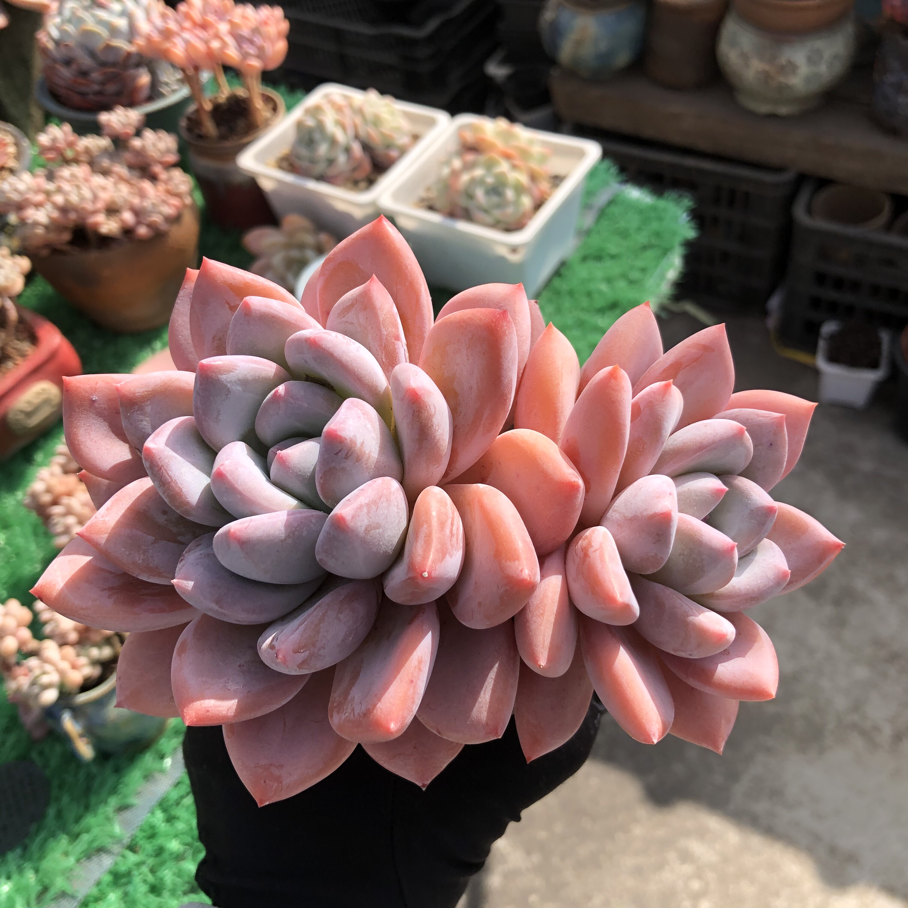 多肉植物精控粉桃 白桃 屁桃双头老桩一物一拍云南精品多肉包邮,鲜花速递/花卉仿真/绿植园艺,多肉植物,淘宝优惠券,粉丝福利购,淘宝优惠卷