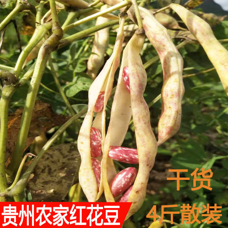 2025年新花豆农家自产干四季豆米红花豆贵州豆米农家自种粉面豆