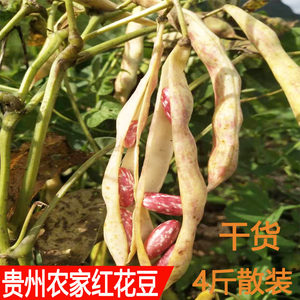 2023年新花豆贵州本地四季豆干货酸菜豆子红饭豆红花芸豆火锅豆米
