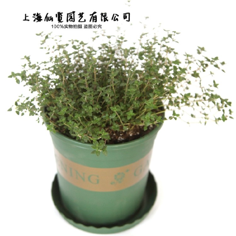 thyme柠檬百里香迷迭香薄荷牛至罗勒法国金边阔叶英国香草盆栽苗