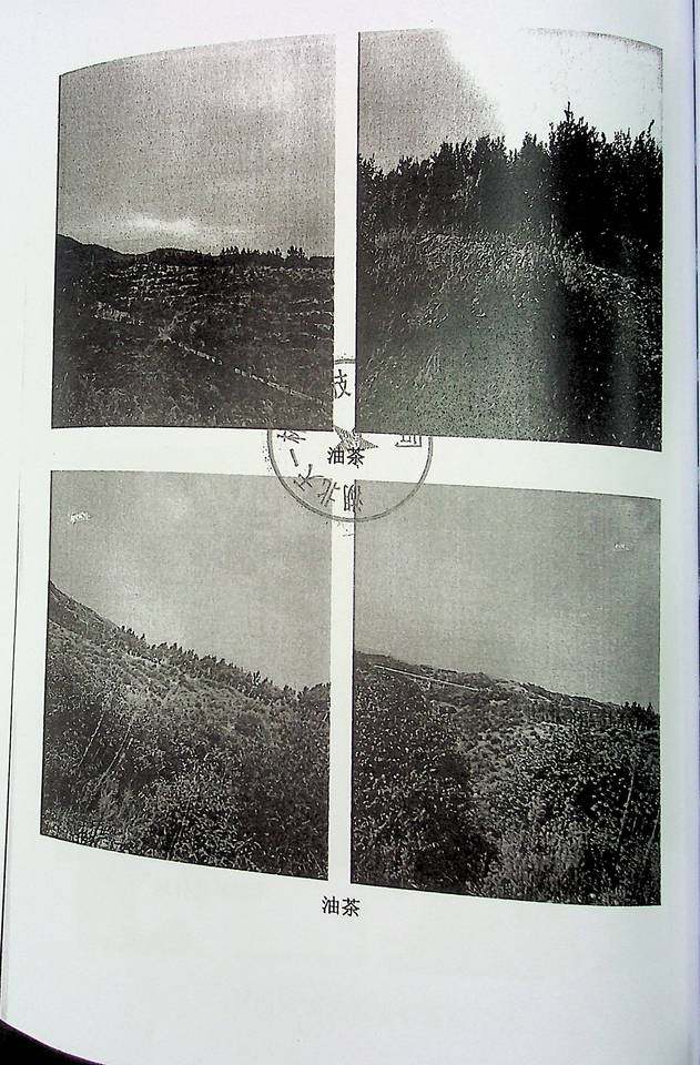 随州市曾都区淅河镇府君山村面积3238亩林权、森林资源