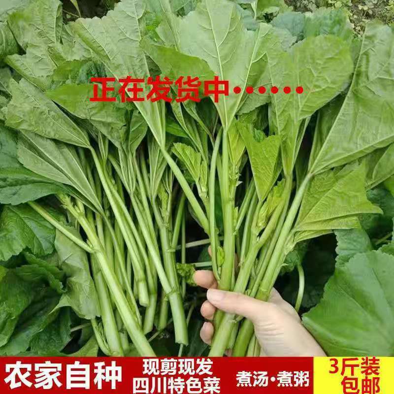 四川冬寒菜露天种植葵菜叶菜类