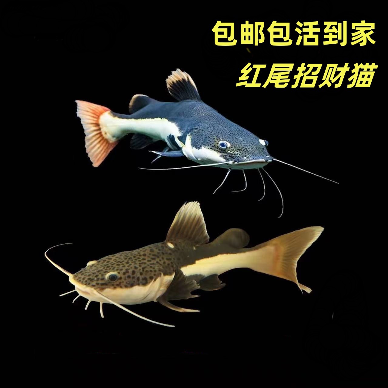 大型龙鱼配鱼招财猫鱼苗活体狗仔鲸红尾猫底层鲶鱼鸭嘴热带观赏鱼