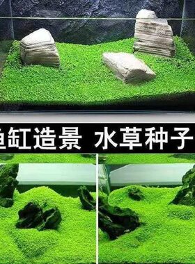 水草种子种孑植物活真草草缸鱼缸造景套餐牛毛草水草籽子爬地珍珠