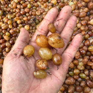 野生石黄皮 新鲜肾蕨果 化狗儿 石枇杷 现挖精选包邮