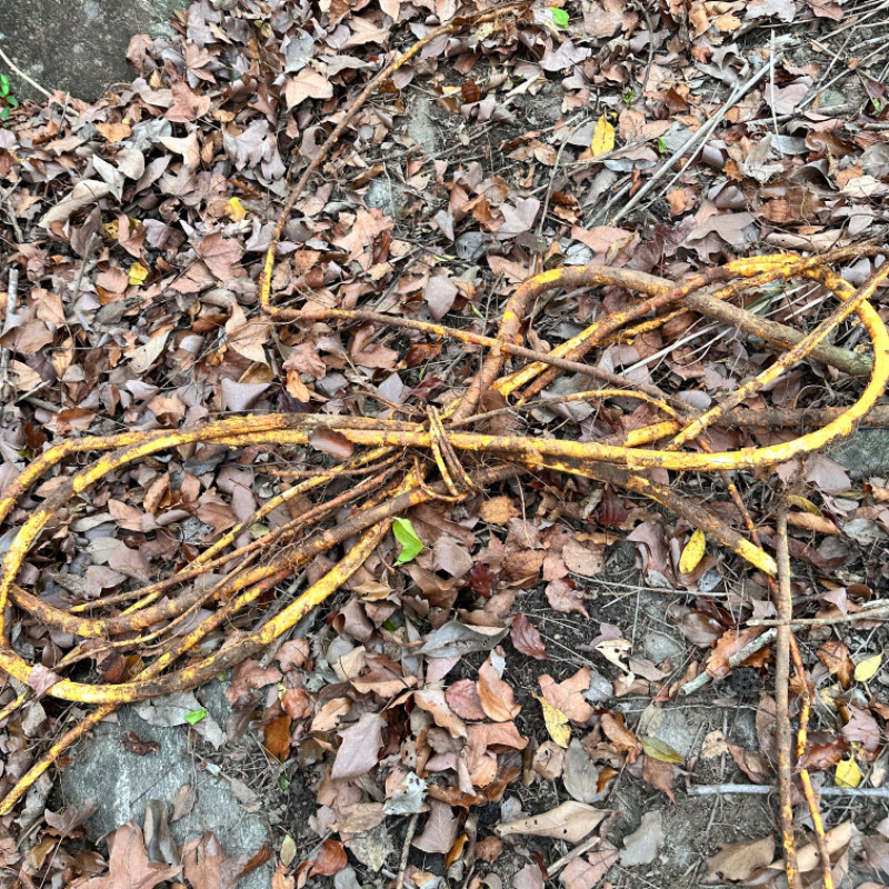 穿破石中药材野生500g功效川破石柘根地棉根黄蛇根托木根九层皮