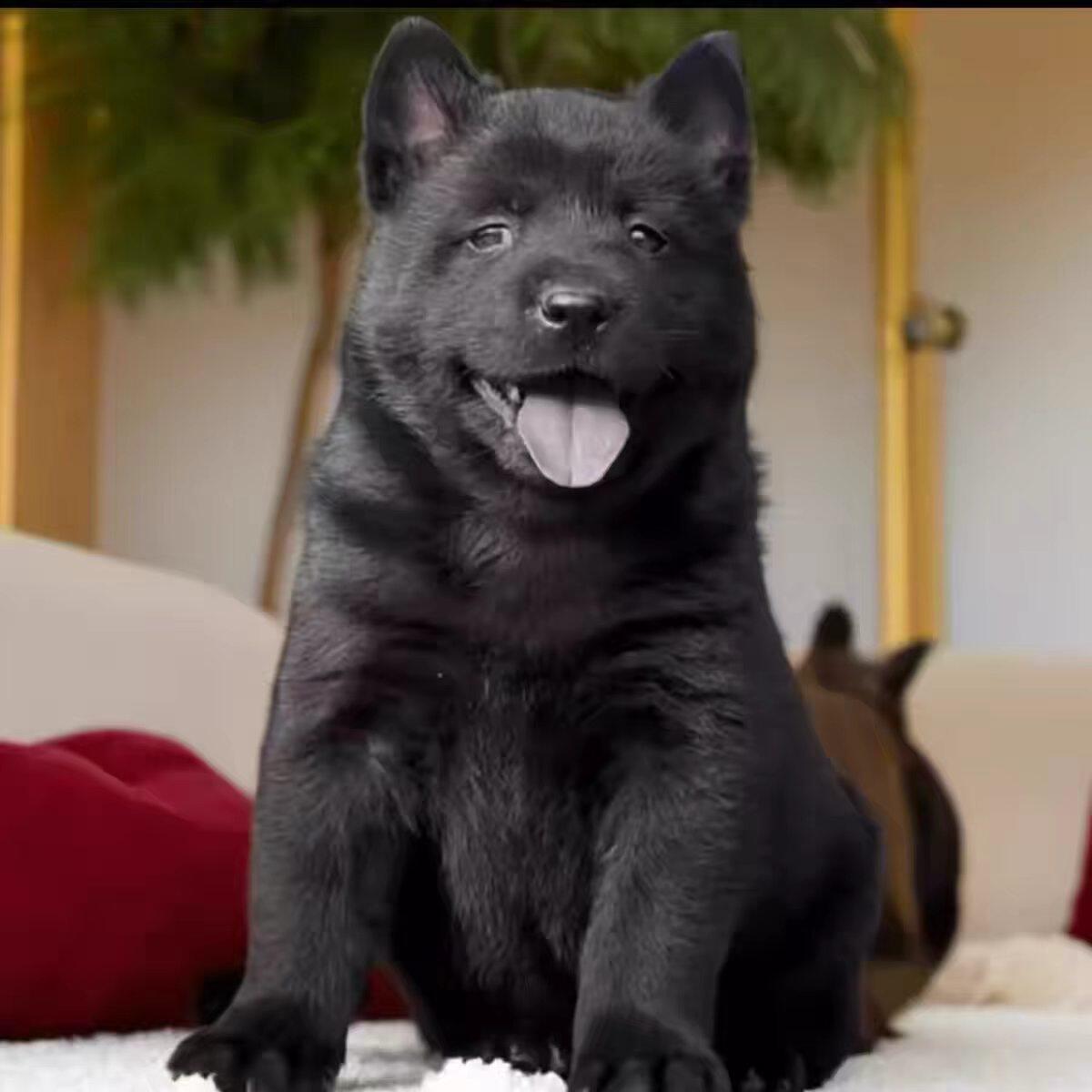 纯种五黑犬幼犬虎头虎斑色狗狗纯黑狗全黑犬猎犬幼崽