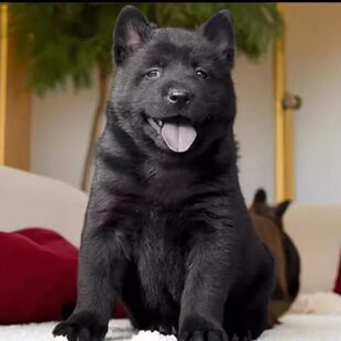纯种五黑犬幼犬虎头虎斑色狗狗纯黑狗全黑犬猎犬幼崽