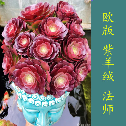 多肉植物法師歐版紫羊絨老樁銅壺黑法師綠法師綠植盆栽特價免包郵
