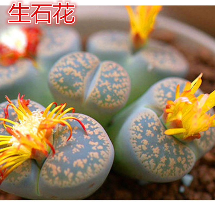御龙阁 石生花多肉屁股花生石花pp花办公室花卉绿植盆栽
