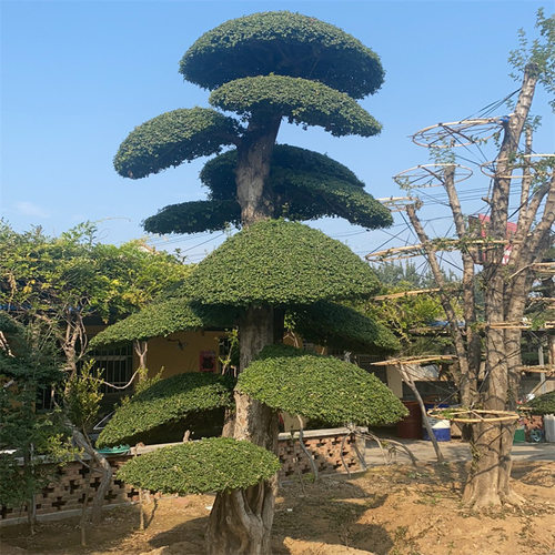 大型对节白蜡盆景古桩造型 对接白腊盆景树桩实物 老桩白蜡