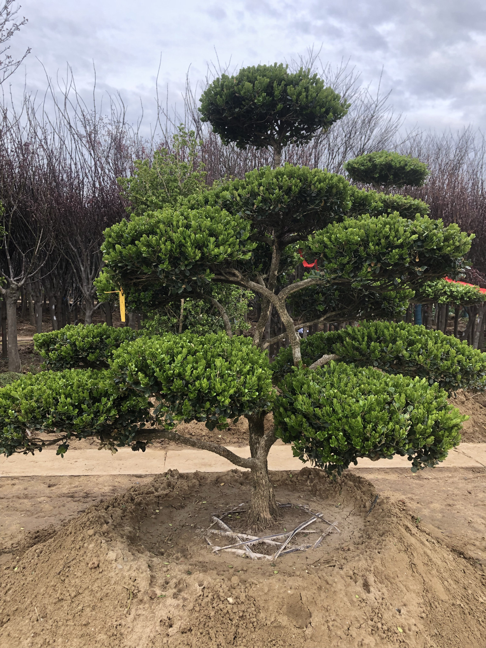 造型树苗别墅庭院景观绿化老桩盆景四季常青耐寒绿植黄杨造型