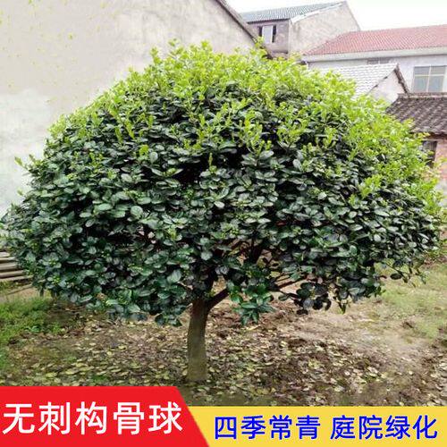 无刺枸骨树苗构骨球鸿运果树苗四季常青北方庭院花卉耐寒绿化苗木