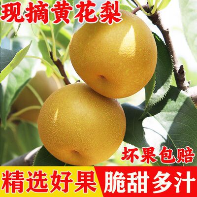 黄花梨正宗现摘现发新鲜大梨子当季水果黄皮梨子砂梨脆甜多汁大果