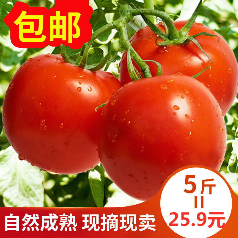 Good one natural Tomatoes tomato fresh fruit pregnant woman children Farm Yang persimmon 5 poundsin the Aquatic meat/Fresh fruits and vegetables/Cooked , Fresh vegetables/Vegetable products , Fresh vegetables , Other  category - from Buy2taobao.com to provide professional Taobao agent buy service