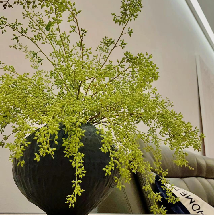 【小米果】做干花水培植物室内绿植鲜切枝斗南水养云南鲜花懒人花,鲜花速递/花卉仿真/绿植园艺,商务用花,淘宝优惠券,粉丝福利购,淘宝优惠卷