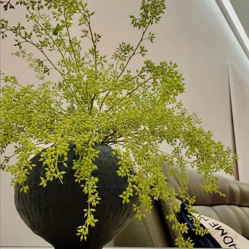 【小米果】做干花水培植物室内绿植鲜切枝斗南水养云南鲜花懒人花