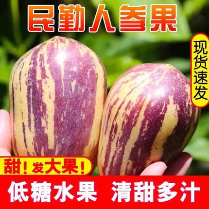 正宗甘肃民勤沙漠人参果新鲜水果特大鲜果黄果肉树上熟5/8/9斤