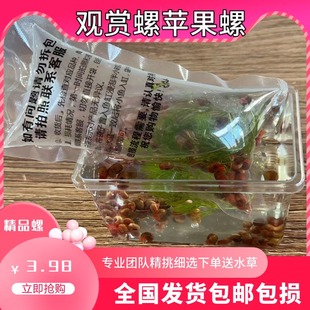 小型水族观赏螺除藻清洁苹果螺斑马狗头饲料螺黄金螺鱼缸工具活体