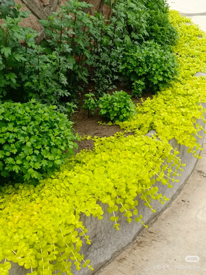 金叶过路黄盆栽黄金串地被趴地匍匐垂吊植物观叶耐寒耐热花境庭院