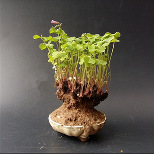 [买一送一]三叶草老桩造型盆景球根微型盆景掌上微盆景红花酢浆草
