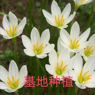 葱兰花苗风雨兰韭菜兰葱莲石蒜庭院绿化花卉工程苗室内外观花植物