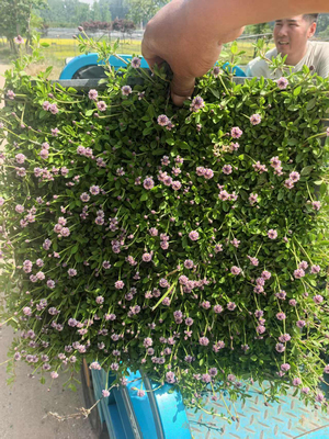 姬岩垂草过路黄佛甲草半边莲耐踩踏耐寒中华景天庭院绿化盘苗易活