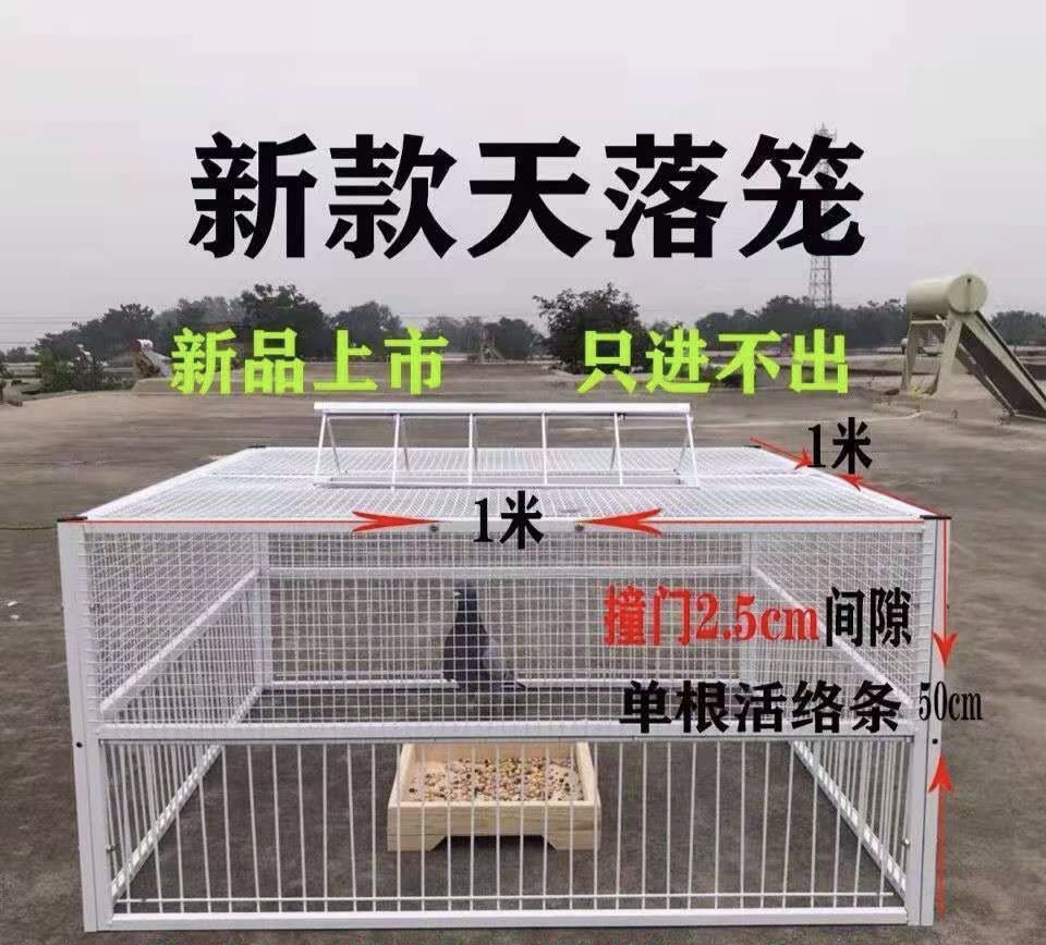 信鸽活络门条天落笼收进不出