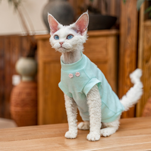 任发财郁金香刺绣背心空调服无毛猫衣服德文衣服斯芬克斯猫