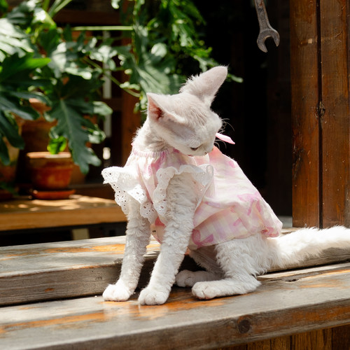 粉色南瓜宝宝裙任发财纯棉无毛猫衣服德文衣服斯芬克斯猫