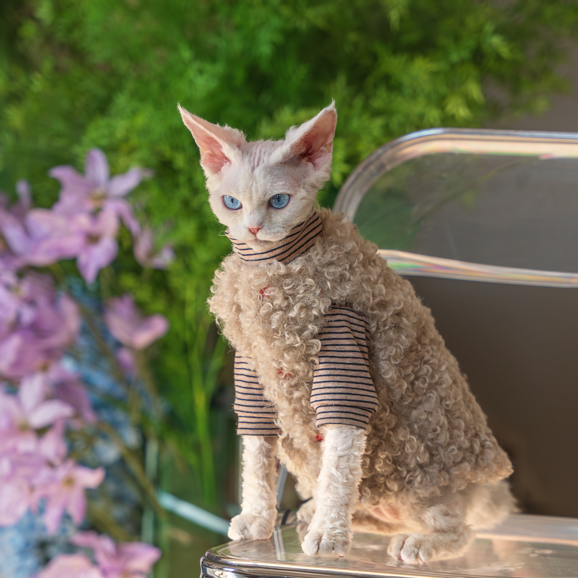 任发财羊毛卷系扣马甲猫衣服无毛猫德文暹罗保暖背心