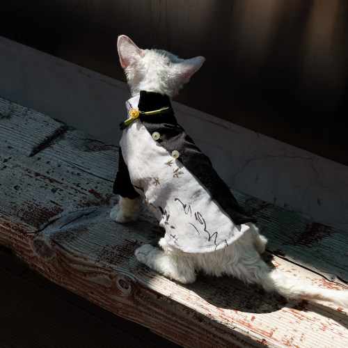 中国风笔墨衬衫任发财无毛猫衣服斯芬克斯猫德文
