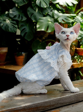 蓝色南瓜宝宝裙任发财纯棉无毛猫衣服德文衣服斯芬克斯猫