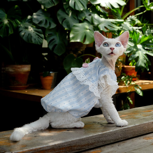 蓝色南瓜宝宝裙任发财纯棉无毛猫衣服德文衣服斯芬克斯猫