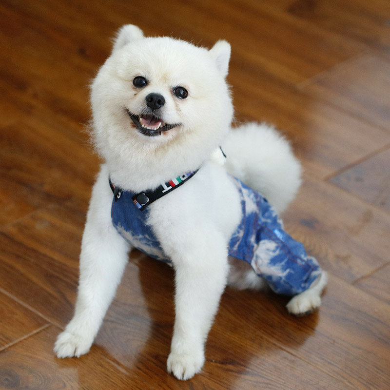 【清仓9.9】狗狗泰迪四脚衣服背带裤宠物雪纳瑞博美小型犬秋冬装在类目 宠物/宠物食品及用品, 宠物服饰及配件, 宠物服装/雨衣中 - 来自Buy2taobao.com提供专业的淘宝代购服务