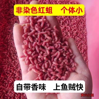 钓鱼活饵饵料红蛆虫蛆虫活虫溪流石斑鱼马口白条鲫鱼野钓绝杀盒装