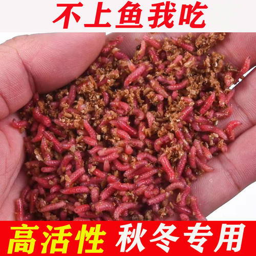 钓鱼饵料新鲜红蛆虫活饵鲜活溪流公鱼石斑鱼马口野钓白条牙子鲫鱼