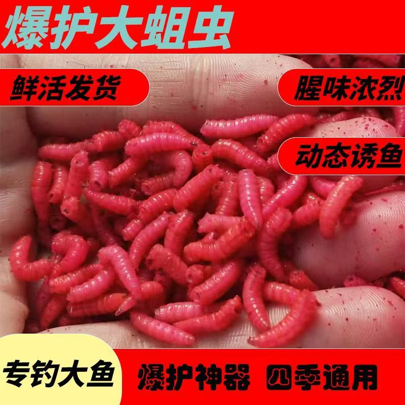 昆虫饵新鲜快递极速溪流