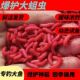 红蛆虫活虫苍鱼饵钓鱼活体饵肉蛆鲫鱼红虫新鲜红蛆虫 快递极速